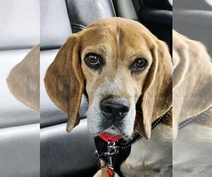 Beagle Dogs for adoption in Valrico, FL, USA