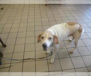 American Foxhound Dogs for adoption in Ocala, FL, USA