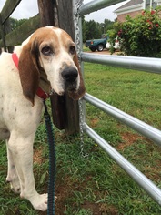 Small Treeing Walker Coonhound