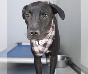 Labrador Retriever-Unknown Mix Dogs for adoption in San Antonio, TX, USA