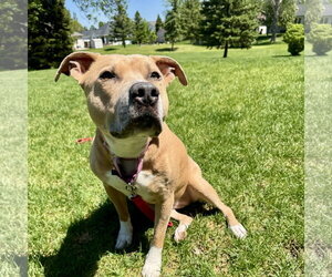 Mutt Dogs for adoption in Fargo, ND, USA