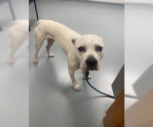 Boxer-Unknown Mix Dogs for adoption in St. Cloud, FL, USA