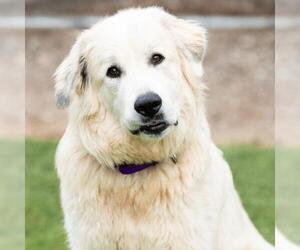 Great Pyrenees Dogs for adoption in Camarillo, CA, USA