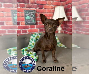 Chiweenie Dogs for adoption in Arcadia, FL, USA