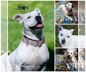 American Pit Bull Terrier Dogs for adoption in Sioux Falls, SD, USA