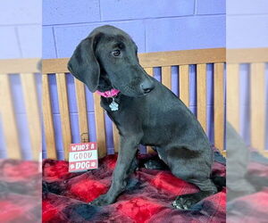 Labrador Retriever-Unknown Mix Dogs for adoption in Genesee, WI, USA
