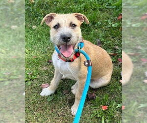 Mutt Dogs for adoption in Rockaway, NJ, USA