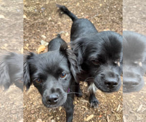 Spaniel-Unknown Mix Dogs for adoption in Redmond, WA, USA
