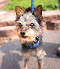 Mutt Dogs for adoption in Birdsboro, PA, USA