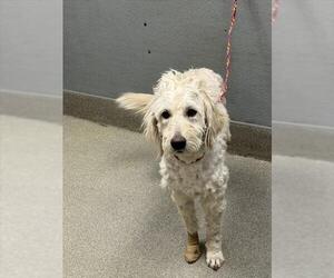 Poodle (Standard)-Unknown Mix Dogs for adoption in Las Vegas, NV, USA