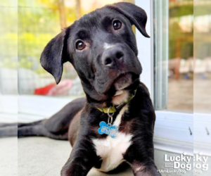 Medium Photo #1 Labrador Retriever-Unknown Mix Puppy For Sale in Washington, DC, USA
