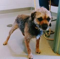 Border Terrier Dogs for adoption in Waterford, VA, USA