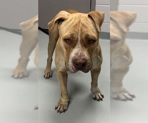 Mutt Dogs for adoption in St. Cloud, FL, USA