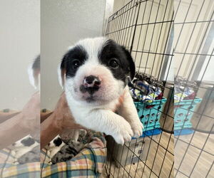 Mutt Dogs for adoption in Sequim, WA, USA