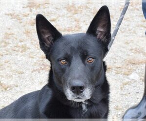 Mutt Dogs for adoption in Anniston, AL, USA