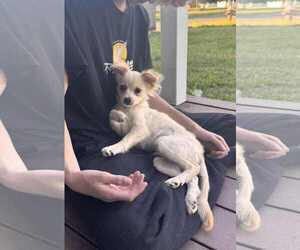 Chihuahua-Unknown Mix Dogs for adoption in Spring Lake, NJ, USA