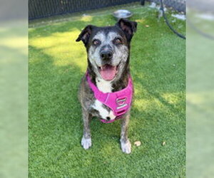 American Pit Bull Terrier Dogs for adoption in Salinas, CA, USA