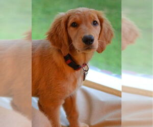 Golden Retriever Dogs for adoption in Germanton, TN, USA