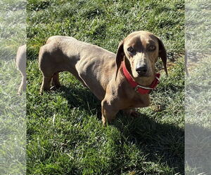 Dachshund Dogs for adoption in Hesperia, CA, USA