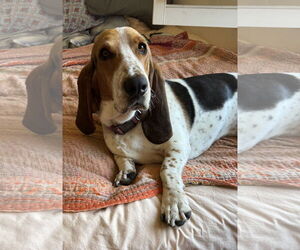 Basset Hound Dogs for adoption in Petaluma, CA, USA