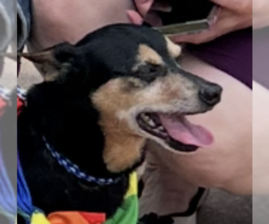 Chihuahua Dogs for adoption in Thomasville, NC, USA