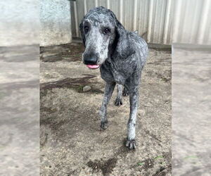 Poodle (Standard) Dogs for adoption in San Leon, TX, USA