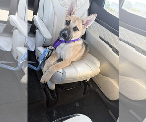 Mutt Dogs for adoption in Fenton, MO, USA