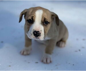 Mutt Dogs for adoption in Forest, VA, USA