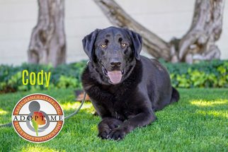 Labrador Retriever Dogs for adoption in Oceanside, CA, USA