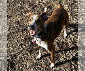 Mutt Dogs for adoption in Techny, IL, USA