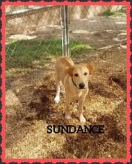 Medium Photo #1 Golden Labrador Puppy For Sale in Granbury, TX, USA