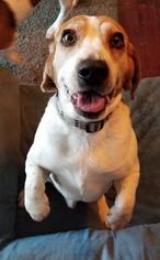 Medium Photo #1 Beagle Puppy For Sale in Los Banos, CA, USA