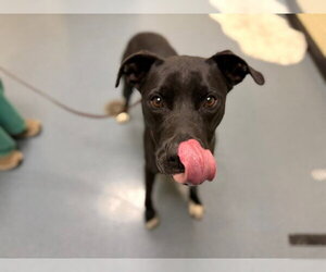American Pit Bull Terrier-Labrador Retriever Mix Dogs for adoption in Denver, CO, USA