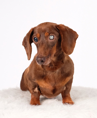 Dachshund Dogs for adoption in St. Louis Park, MN, USA
