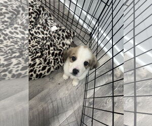 Great Pyrenees-Unknown Mix Dogs for adoption in Plainfield, IL, USA