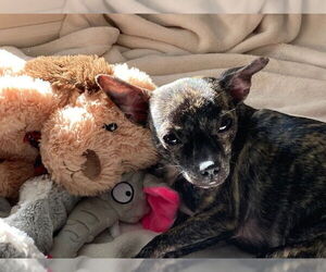 Chug Dogs for adoption in Plainfield, IL, USA