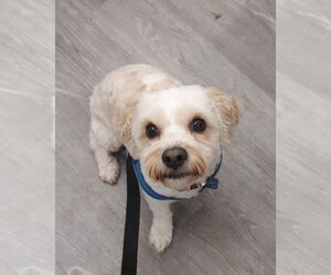Cavachon Dogs for adoption in Rootstown, OH, USA