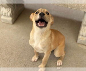 American Pit Bull Terrier-Unknown Mix Dogs for adoption in Tulsa, OK, USA