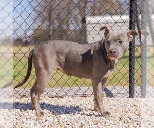 American Staffordshire Terrier Dogs for adoption in Waco, TX, USA