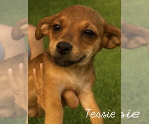Chiweenie Dogs for adoption in San Diego , CA, USA