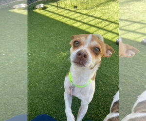 Chihuahua-Unknown Mix Dogs for adoption in Tempe , AZ, USA