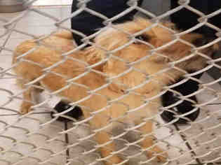 Toxirn Dogs for adoption in Live Oak, TX, USA