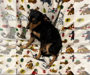 Chihuahua-Unknown Mix Dogs for adoption in Sanford, FL, USA