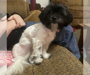 Mal-Shi Dogs for adoption in Bolivar, MO, USA
