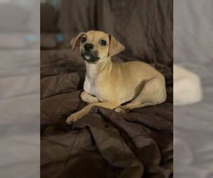 Chihuahua-Unknown Mix Dogs for adoption in New London, WI, USA