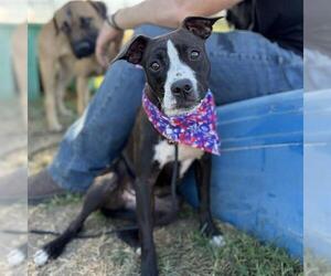Staffordshire Bull Terrier-Unknown Mix Dogs for adoption in Modesto, CA, USA