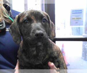 American Pit Bull Terrier-Labrador Retriever Mix Dogs for adoption in Tulsa, OK, USA