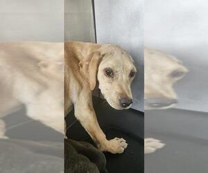 Labrador Retriever-Unknown Mix Dogs for adoption in San Antonio, TX, USA