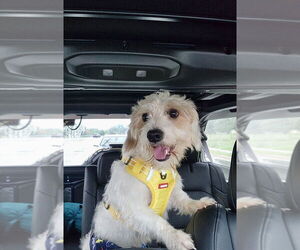 Mutt Dogs for adoption in Mooresville, NC, USA