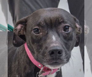 American Staffordshire Terrier-Unknown Mix Dogs for adoption in Huntley, IL, USA